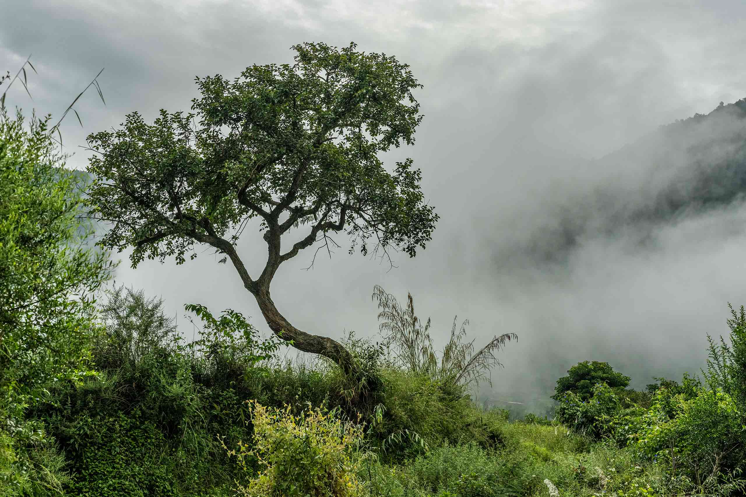 Trekking Tours