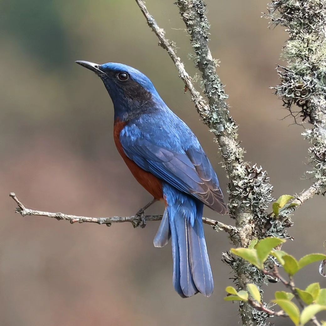 Birding Tour